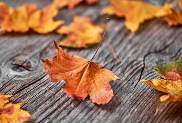 Yellow maple leafs close up