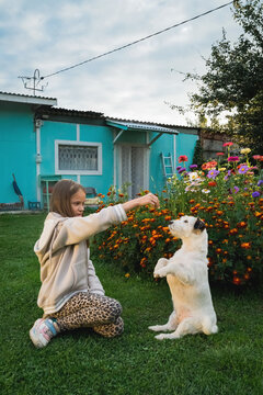 Jack Russell terrier - a beloved pet dog. A teenage girl trains her beloved dog. The friendship between children and dogs, care and maintenance of pets - all this is important for a happy life.