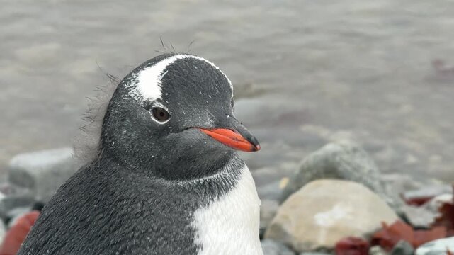 Gentoo Penguin on the beach in Antarctica