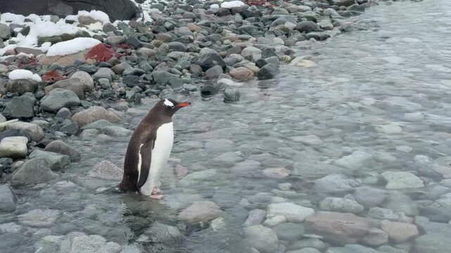 Gentoo Penguin on the beach in Antarctica
