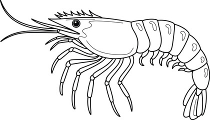 Shrimp line drawing with segmented body, antennae, jointed legs, and tail, ideal for marine biology, education, and vector design.