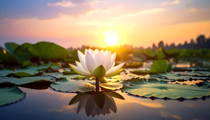 Tableau sur plexiglas Salle de bain Tranquil Lotus at Sunset: A serene water lily gracefully emerges from a tranquil pond, its pristine petals mirroring the vibrant colors of the setting sun, evoking a sense of peace and natural beauty.  © Supanun