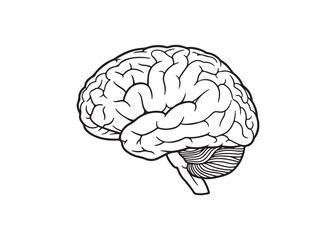 Vector art of human brain anatomy with detailed structure