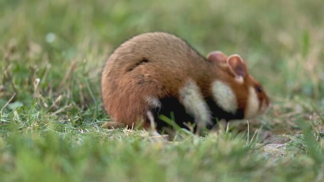 Chomik europejski (Cricetus cricetus)