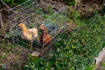 Two Chickens Grazing Under a Coop on Grass