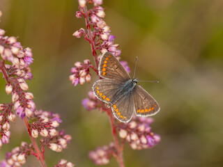 Brown Argus Butterfly on Heather Flower