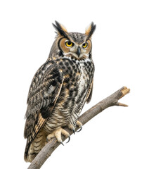 Obraz premium Great Horned Owl, Isolated, Cutout, Transparent PNG