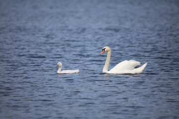 	湖を泳ぐ白鳥