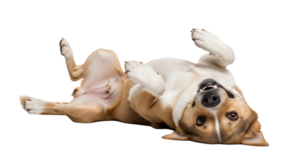 Dog Lying on Back, Isolated, Cutout, Transparent PNG