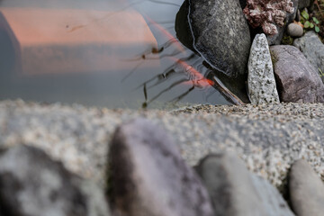 fisch teich goldfisch