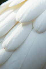 Close-up of pristine white bird feathers, stark contrast , texture, detail
