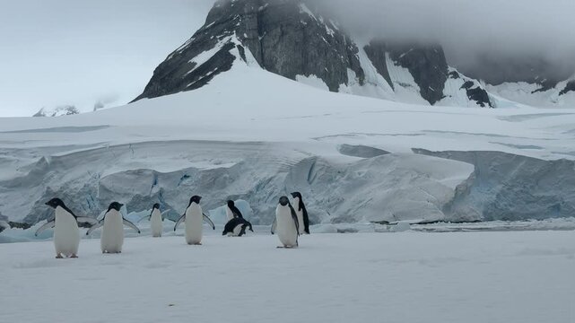 Big group of penguins running Antarctic snowy field. Snow-covered landscape with mountains and polar ocean coast. Sea birds colony migration. Explore wildlife sea birds in Antarctica. Aerial footage