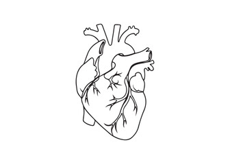 Vector art of anatomical heart drawing, a vital organ illustration
