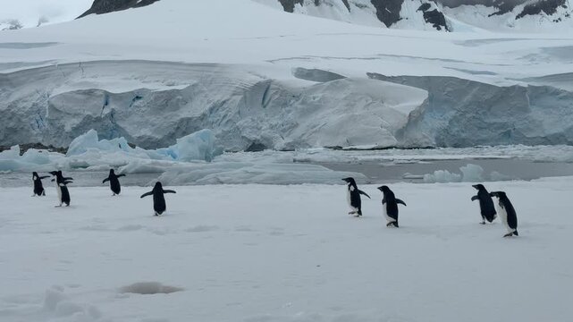 Big group of penguins running Antarctic snowy field. Snow-covered landscape with mountains and polar ocean coast. Sea birds colony migration. Explore wildlife sea birds in Antarctica. Aerial footage