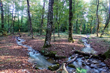 Biforcazione di Ruscelli tra Tronchi e Foglie nel Sottobosco Soleggiato 4468