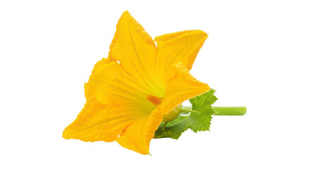 Fototapeta premium Zucchini Blossom Beauty: A vibrant, close-up shot of a delicate zucchini blossom, its sunny yellow petals radiating freshness and natural beauty. 