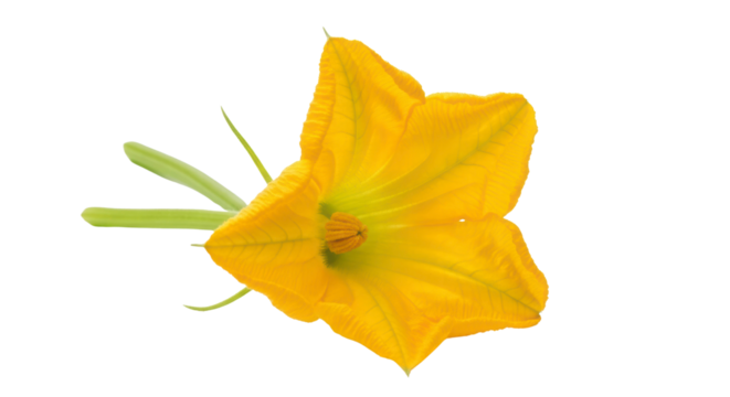 Radiant Blossom of Nature: A vibrant and luminous yellow squash blossom, showcasing delicate petals and intricate details. It's a symbol of summer's bounty and natural beauty.
