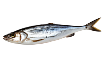 A sadine, isolated, transparent background, no background. PNG.