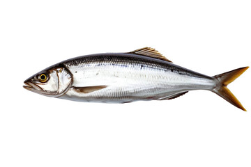 Naklejka premium A sadine, isolated, transparent background, no background. PNG.