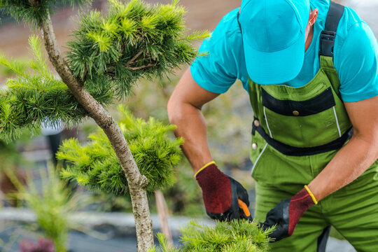 Gardener Tending to Bonsai Trees in a Lush Setting