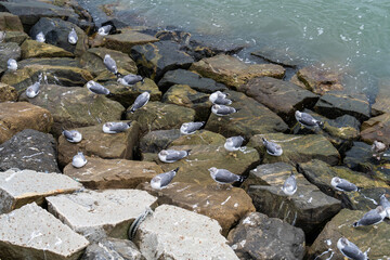 high angle view of seagulls on the rocky shoreline