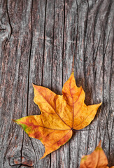 Yellow maple leaf close up