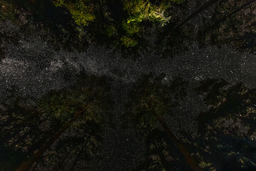 A breathtaking upward view of tall forest trees under a star-filled night sky, revealing the Milky Way stretching above the dark canopy.