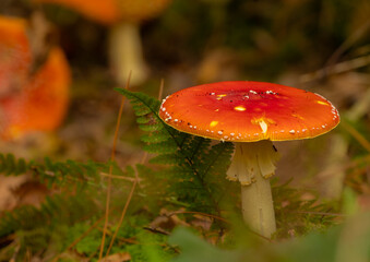 red mushroom in the forest