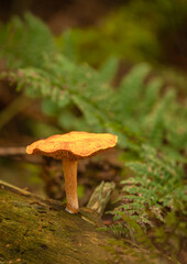 mushroom in the forest