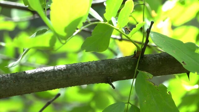 Young branch of Black Locust (Robinia pseudoacacia) with leaves and thorns