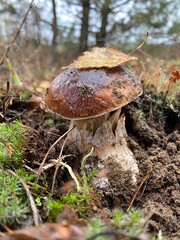 Fresh white porcini mushroom growing on forest moss under soft sunlight in natural woodland environment during autumn season