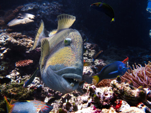 scary titan trigger fish showing its teeth to attack on a coral reef in Maldives close-up