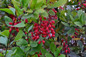 Vibrant Red Barberry Berries on a Bush close up