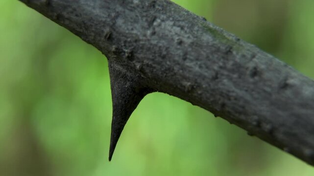 Macro texture of dark Black Locust (Robinia pseudoacacia) bark with spines. Protecting plants from being eaten by animals