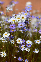 Blue, purple and white flowers of the Australian native Swan River Daisy Brachyscome iberidifolia, family Asteraceae
