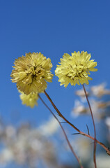 Flowers of Australian native Long Yellow Pom Pom daisy, Cephalipterum drummondii, family Asteraceae. Endemic to arid shrubland and woodland of Western and South Australia along Nullarbor