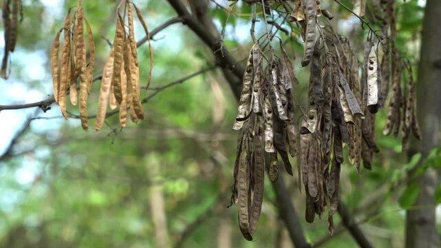 Mature, dry fruits (seed pods) of the Black Locust (Robinia pseudoacacia L.) from the Fabaceae (legume) family. Close-up of Dry Legume Fruits on a Branch.