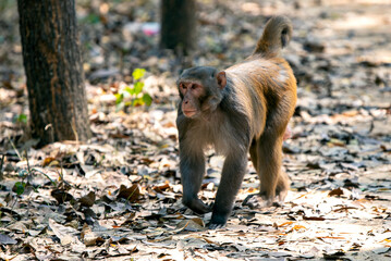 Monkey Walking Through Leafy Forest Floor in Natural Habitat, Solitary Animal Portrait