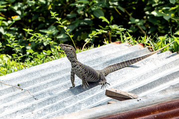 Monitor Lizard On Metal Roof Outdoors Surrounded By Greenery On A Sunny Day