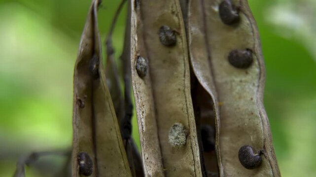 Close-up of reniform Black Locust (Robinia pseudoacacia) seeds in a pod, a botanical illustration