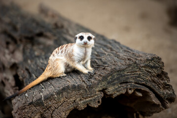 A small meerkat sits on a log, gazing curiously with wide eyes, blending cuteness and alertness in a sandy habitat.