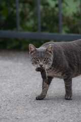 cat with his breakfast