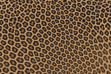 Close-up leopard skin texture pattern, seamless animal print background for fashion, fabric, or textile design projects.