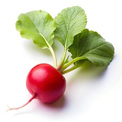Single Red Radish with Leaves Isolated on White vegetable