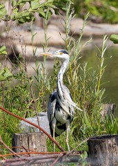 Grey Heron Standing by the Riverside
