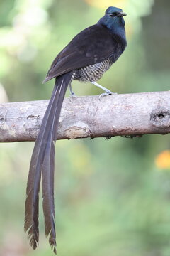 Stephanie's astrapia (Astrapia stephaniae), also known as Princess Stephanie's astrapia, is a species of bird-of-paradise of the family Paradisaeidae.