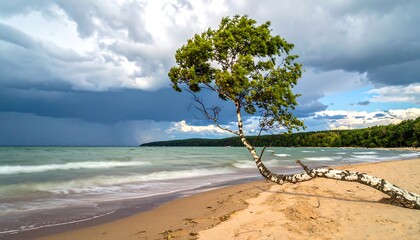 Scenic beach landscape featuring a windswept birch tree on sandy shore under cloudy skies. Gentle waves and distant shoreline visible