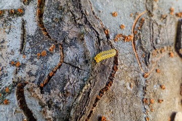 樹皮の上を這う黄緑色の小さなイモムシのクローズアップ