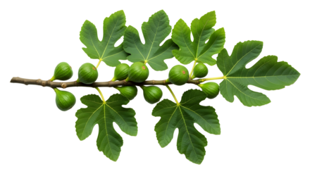 Green fig branch with leaves isolated on transparent background, healthy food