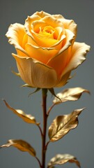 A captivating golden rose stands tall, radiant with beauty and elegance in soft light